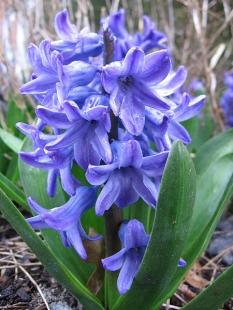 Hyacinth Essential Oil - Click Image to Close